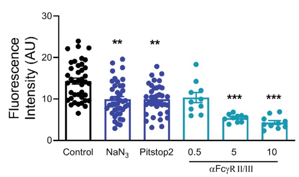 Quantification of the immunoreactivity intensity of internalized SynI-mAb.jpg